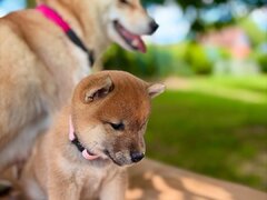 Catelusi Shiba Inu de sex masculin si feminin de vanzare