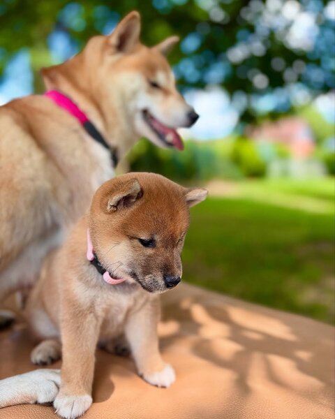 Catelusi Shiba Inu de sex masculin si feminin de vanzare