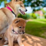 Catelusi Shiba Inu de sex masculin si feminin de vanzare